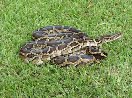 Burmese_python.jpg